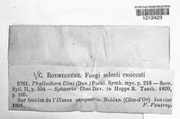 Dothidella ulmi image